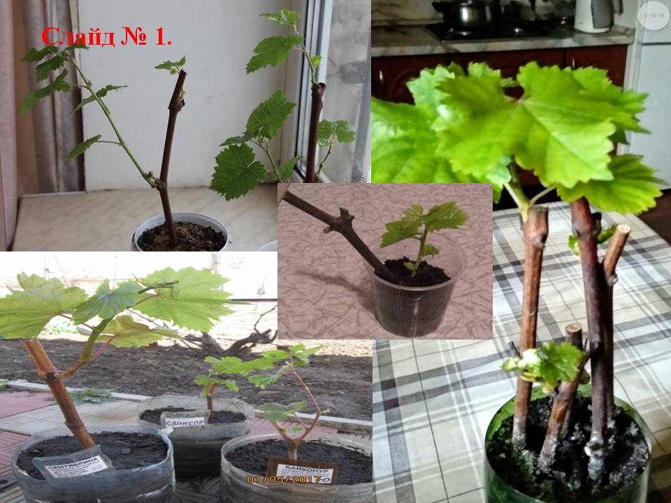 Проект Удивительное растение - виноград Слайд 6
